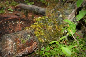 Moss log - vingette w sign